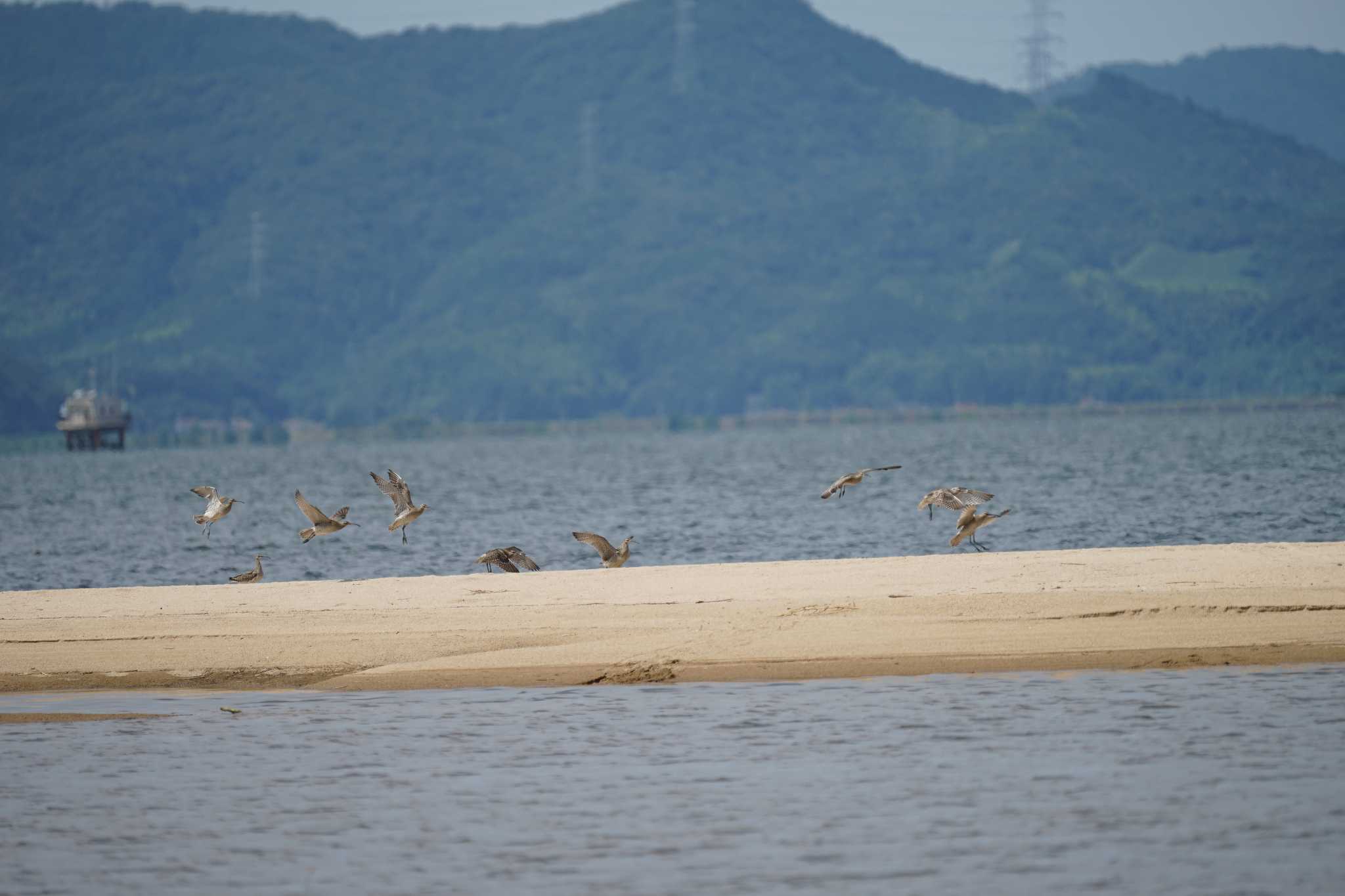 飯梨川河口(島根県安来市) チュウシャクシギの写真 by ひらも