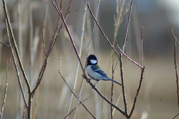 Japanese Tit 霞ヶ浦総合公園 Mon, 1/29/2018