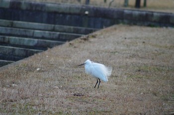 コサギ 霞ヶ浦総合公園 2018年1月29日(月)