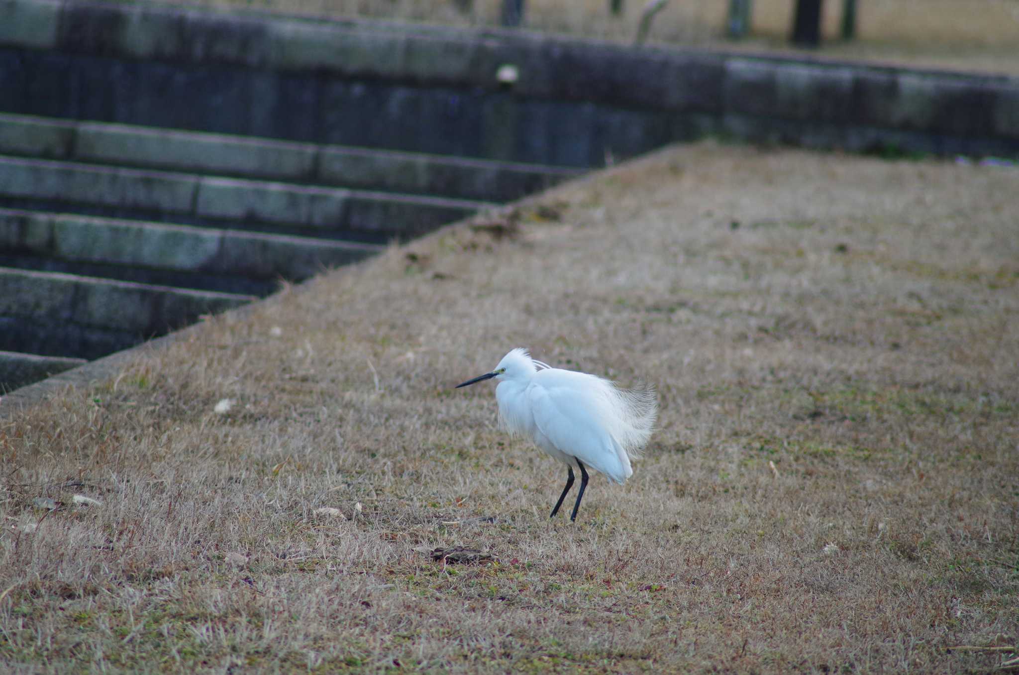 Little Egret