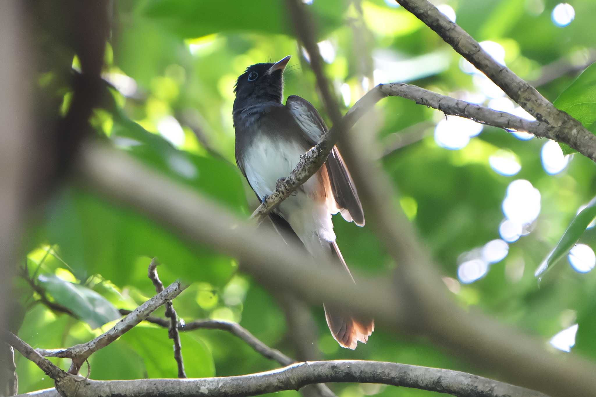 Black Paradise Flycatcher