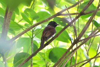 Sun, 8/28/2022 Birding report at 明石市