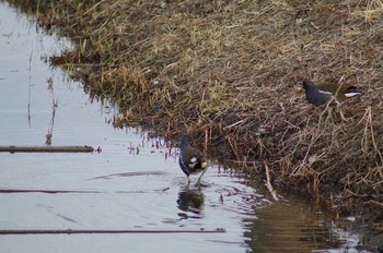 Common Moorhen 霞ヶ浦総合公園 Mon, 1/29/2018