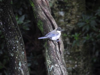 シジュウカラ 西湖野鳥の森公園 2022年8月14日(日)