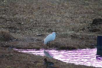 コサギ 霞ヶ浦総合公園 2018年1月29日(月)