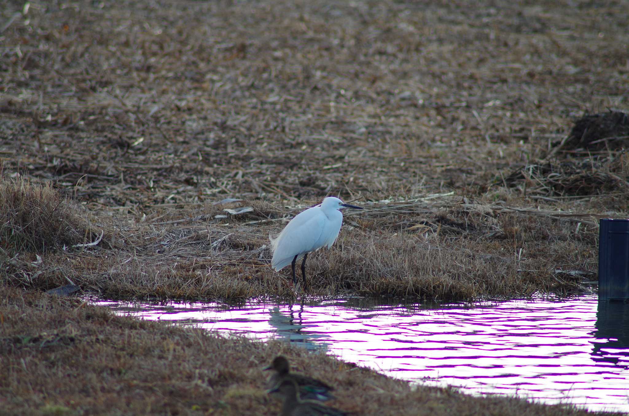 Little Egret