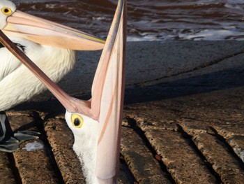 Australian Pelican Fishermans Beach, Collaroy, NSW, Australia Thu, 8/18/2022