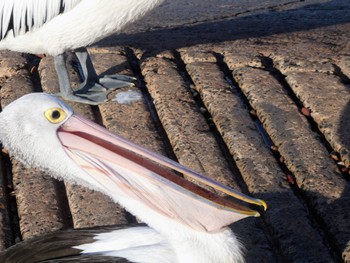 Australian Pelican Fishermans Beach, Collaroy, NSW, Australia Thu, 8/18/2022