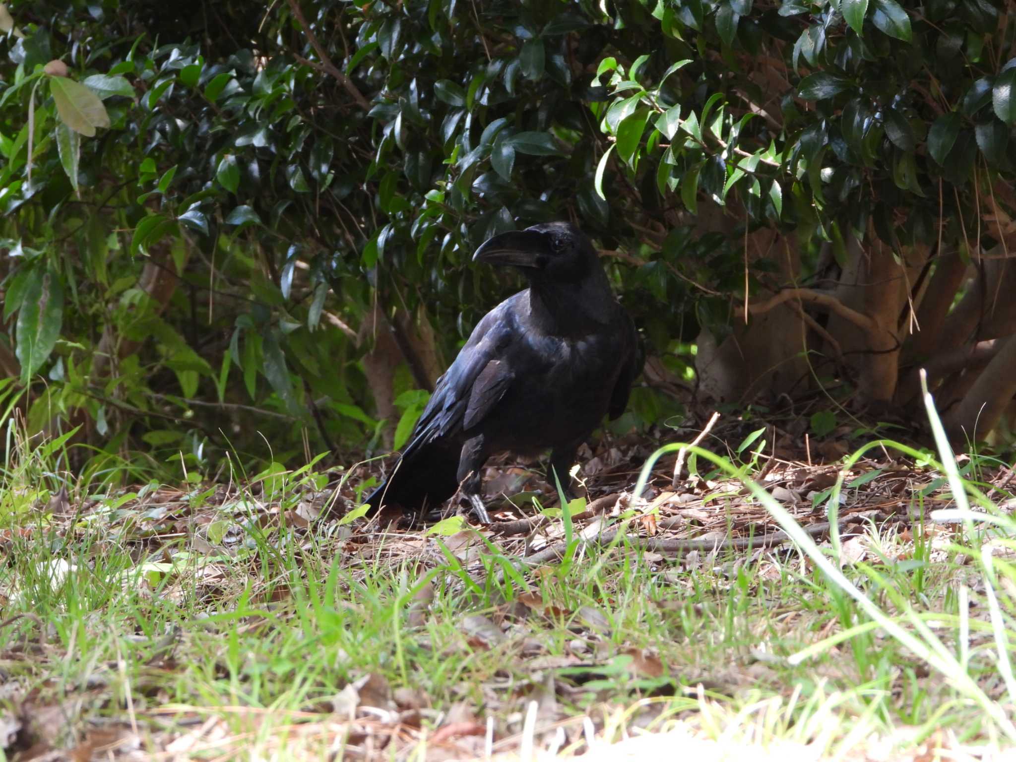 都市緑化植物園(大阪府豊中市寺内) ハシブトガラスの写真 by ひよひよ