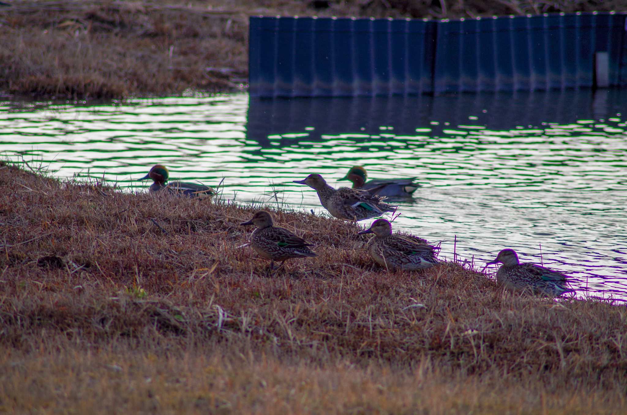 Photo of Eurasian Teal at 霞ヶ浦総合公園 by たかとん