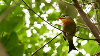 ソウシチョウ 箕面山 2022年8月28日(日)