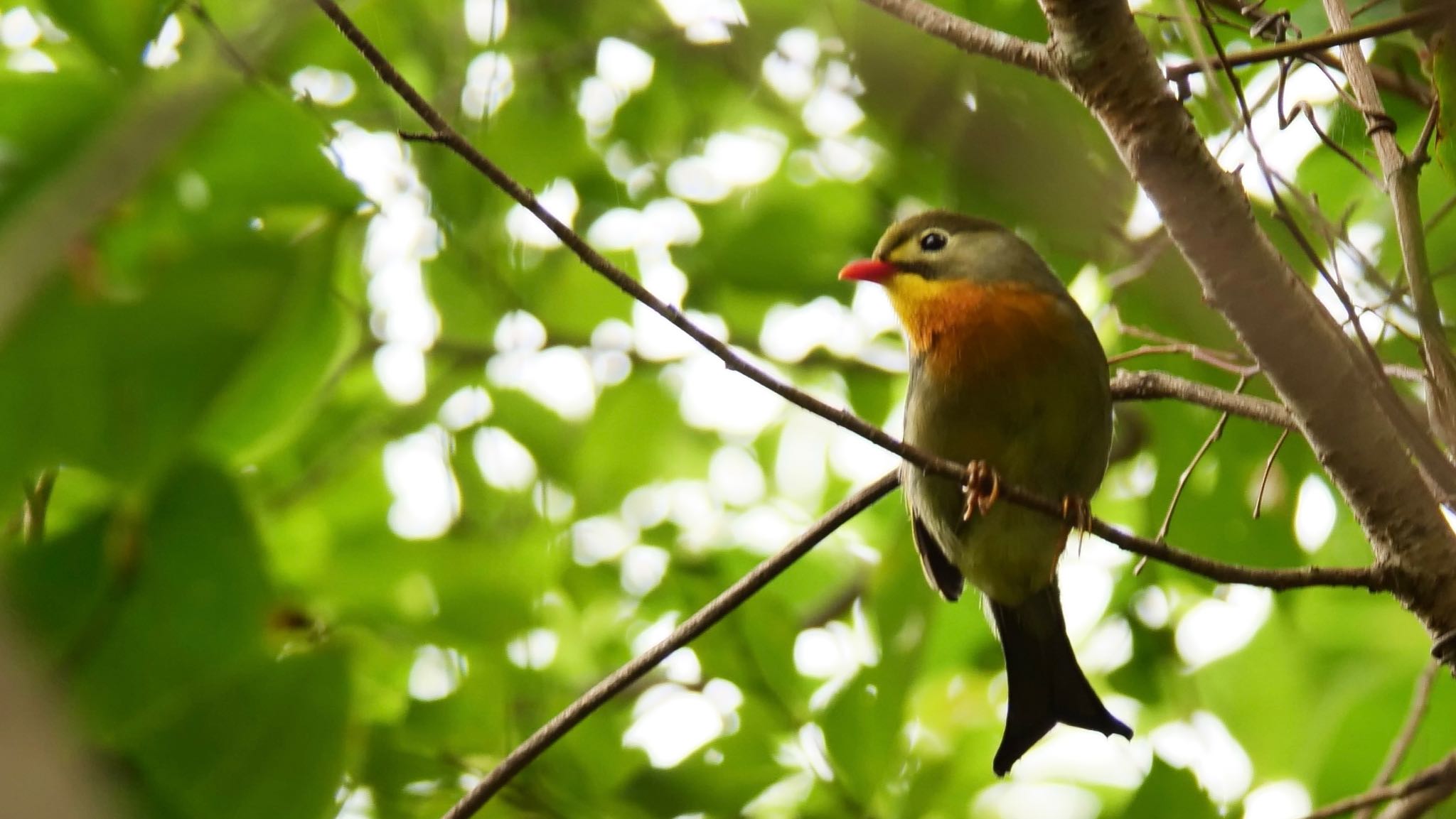 Photo of Red-billed Leiothrix at 箕面山 by コゲラ