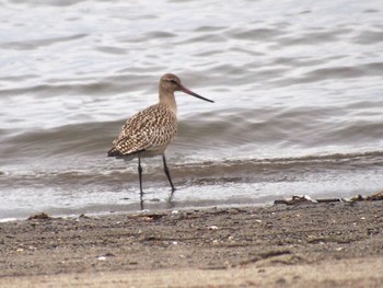 オオソリハシシギ 葛西臨海公園 2022年8月29日(月)