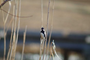 シジュウカラ 霞ヶ浦総合公園 2018年1月29日(月)