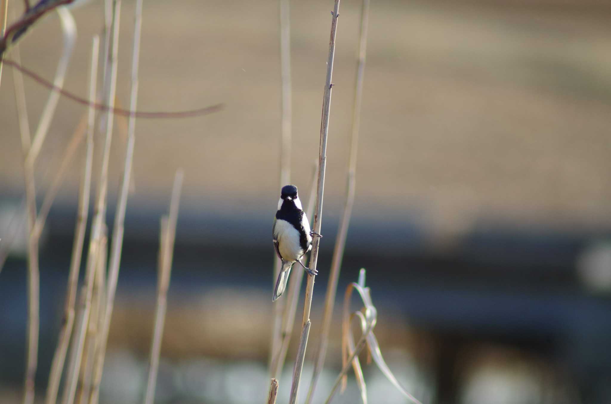 Photo of Japanese Tit at 霞ヶ浦総合公園 by たかとん