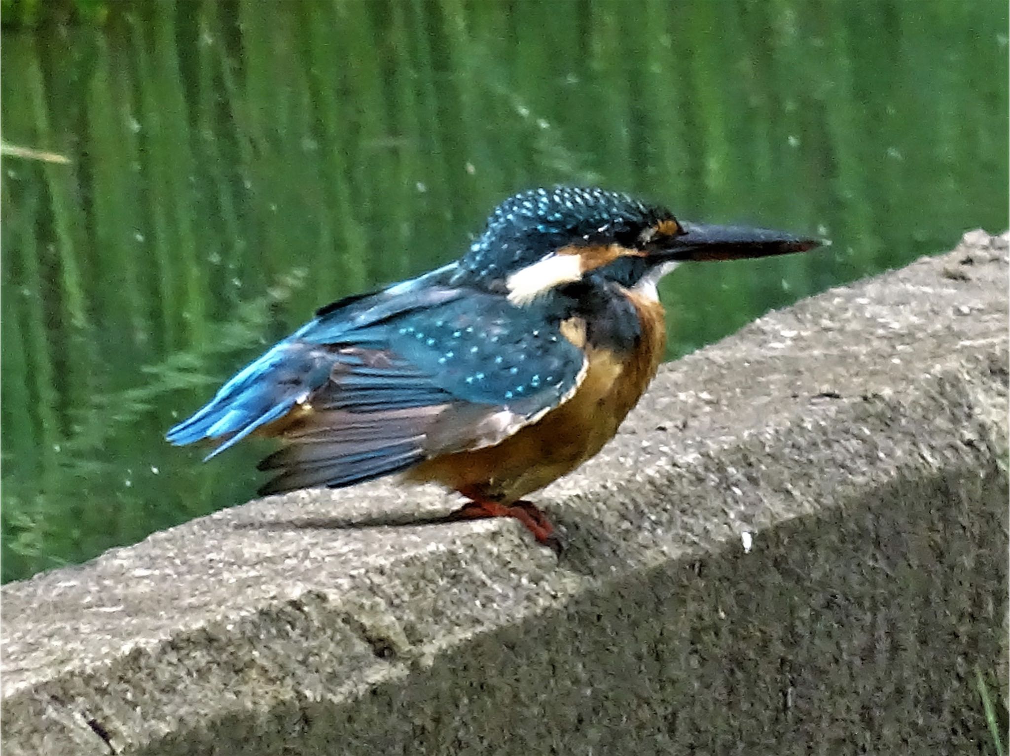 舞岡公園 カワセミの写真