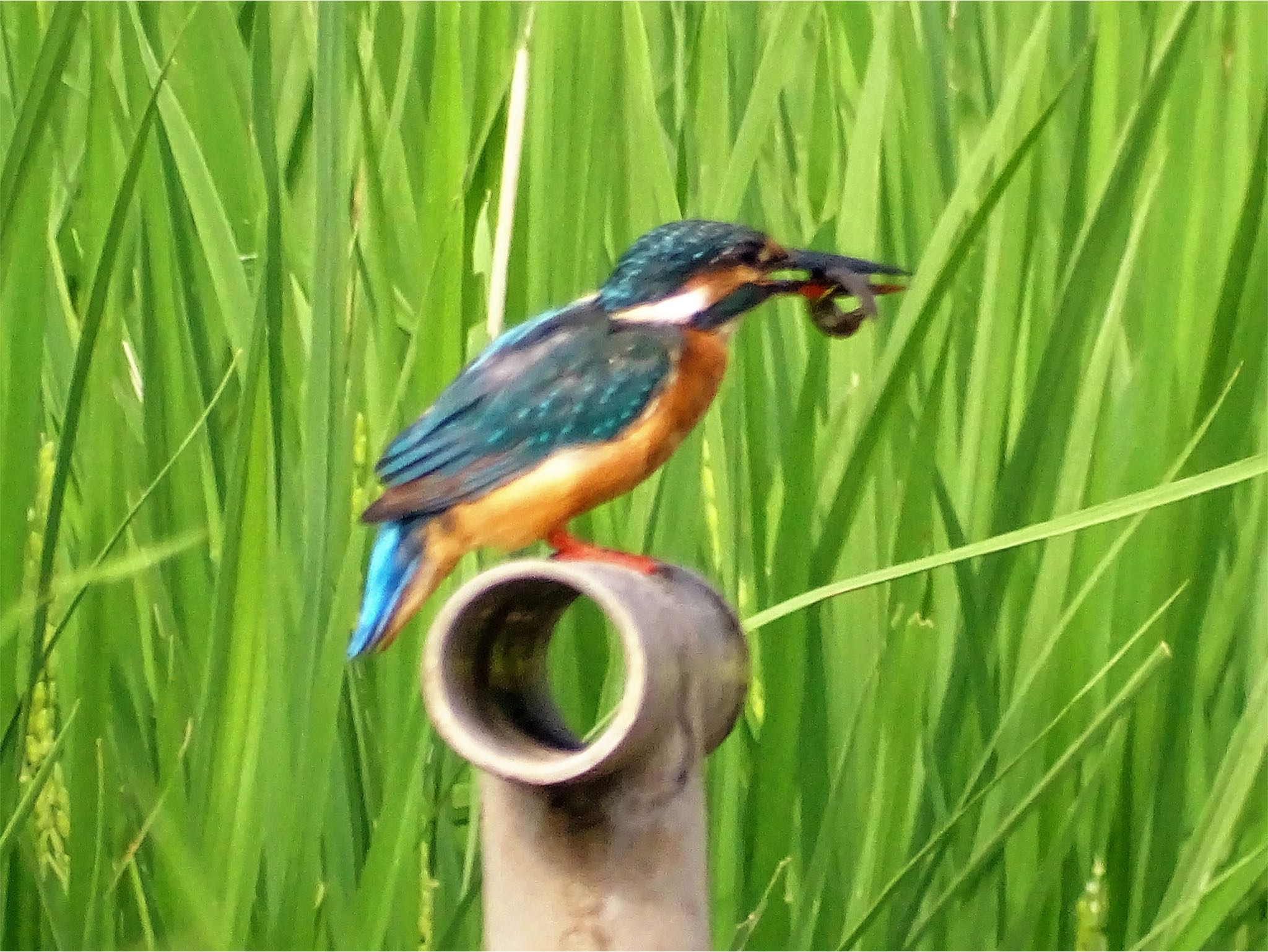 舞岡公園 カワセミの写真