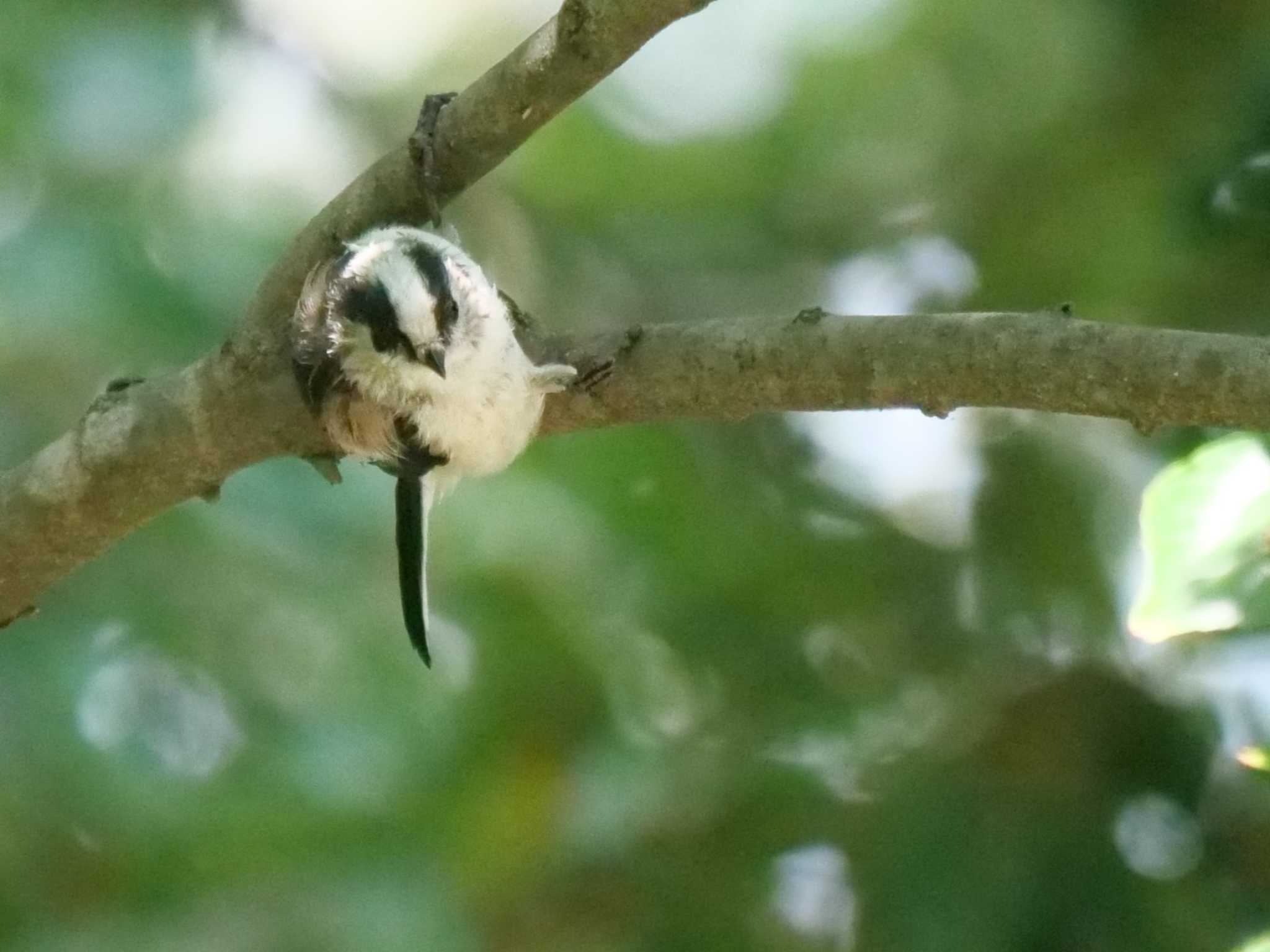 都内近郊 エナガの写真