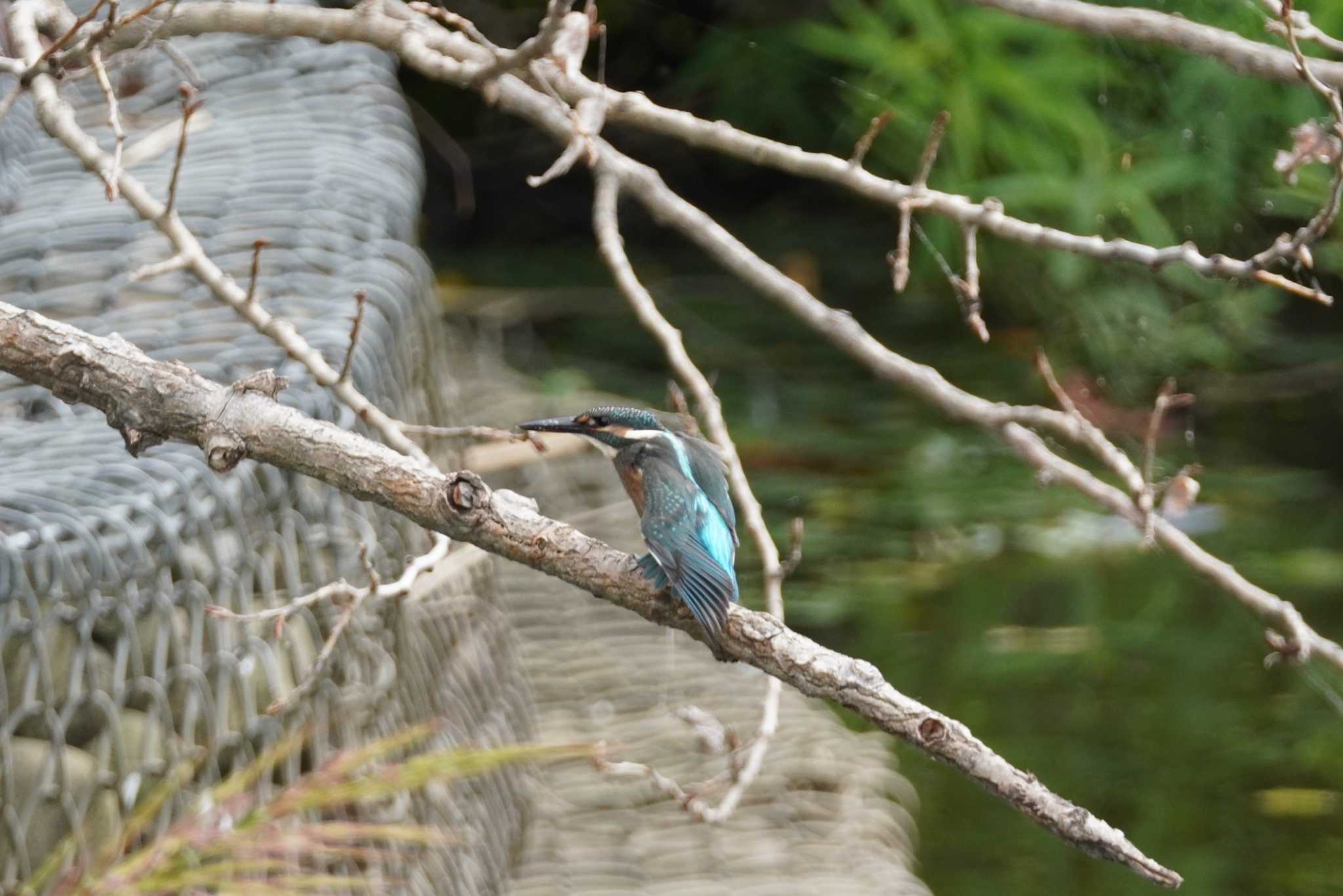 石狩 茨戸川 カワセミの写真