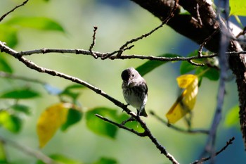 2022年8月30日(火) 宗像市の野鳥観察記録