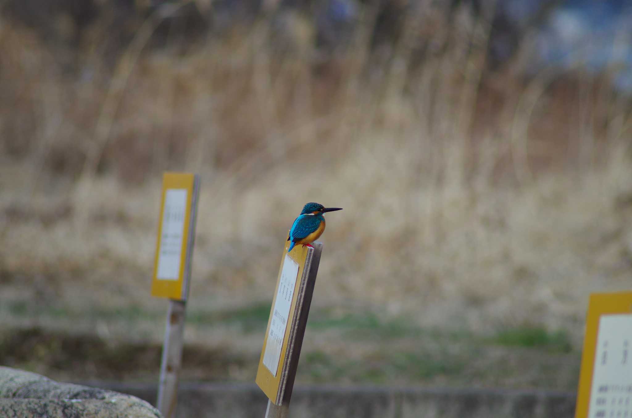 Photo of Common Kingfisher at 霞ヶ浦総合公園 by たかとん