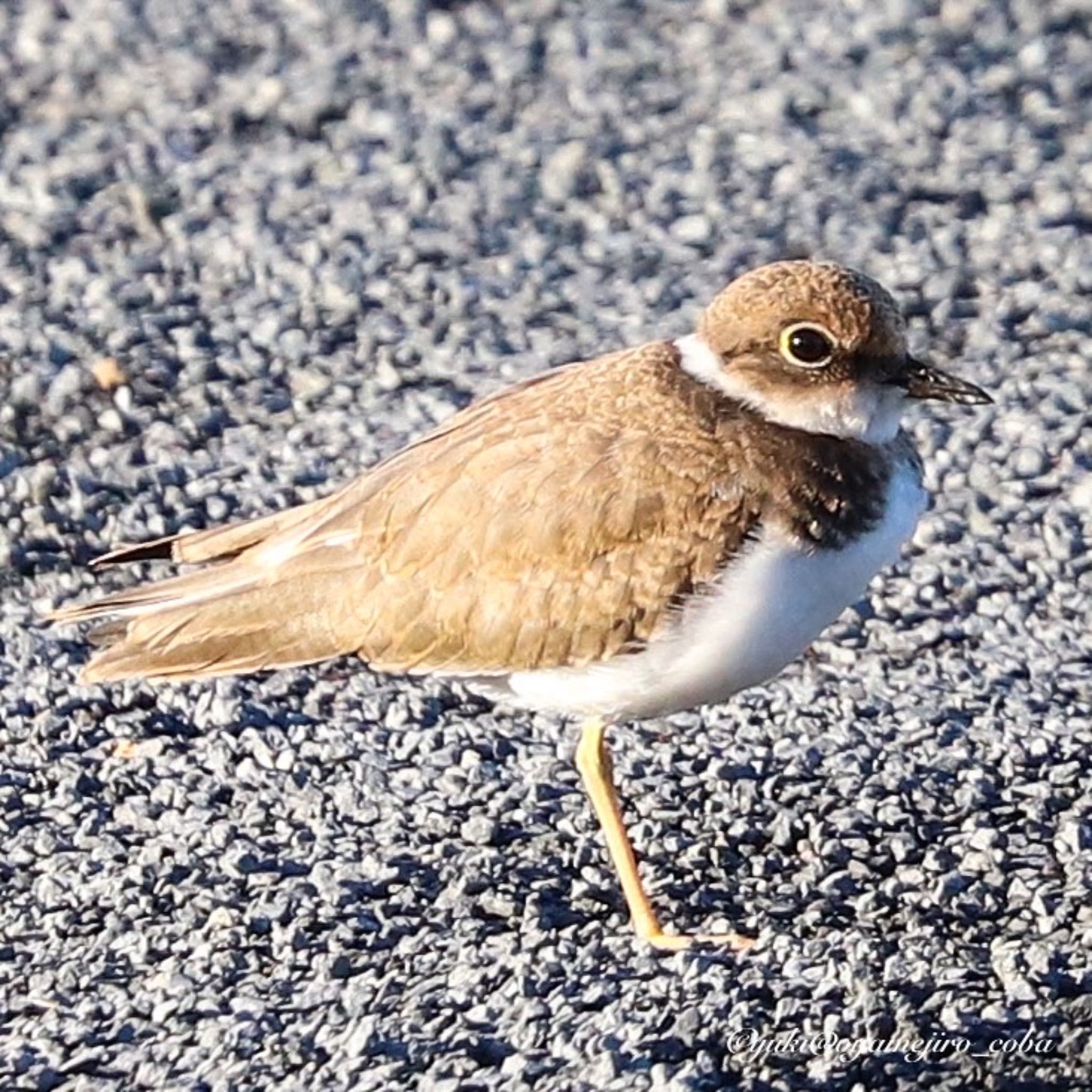 コチドリ幼鳥