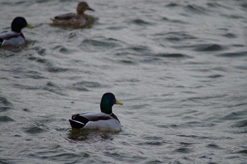 Mallard 霞ヶ浦総合公園 Mon, 1/29/2018