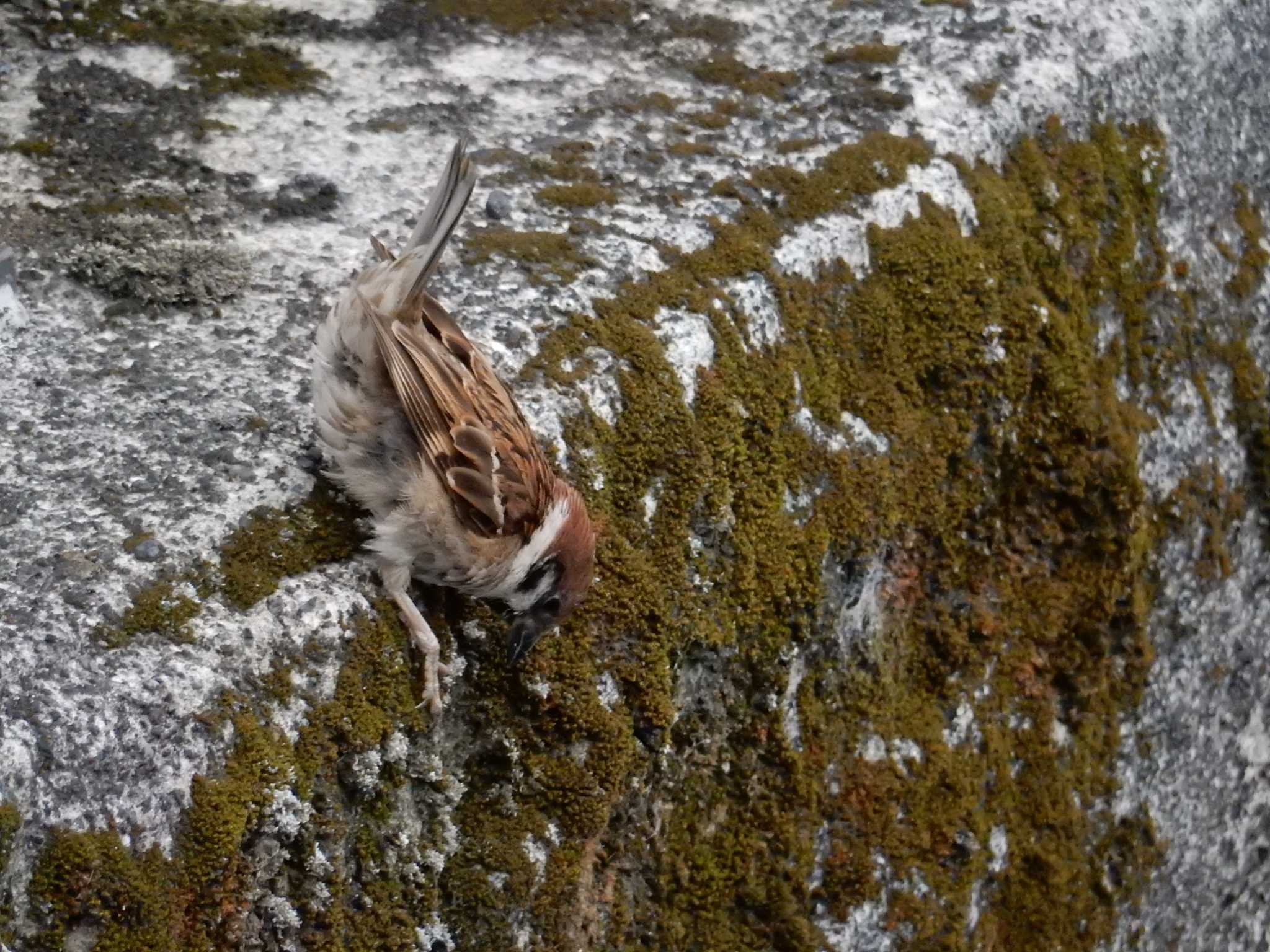 獲物を狙っているようです