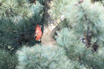 Two-barred Crossbill 北海道美瑛町 Mon, 5/16/2022