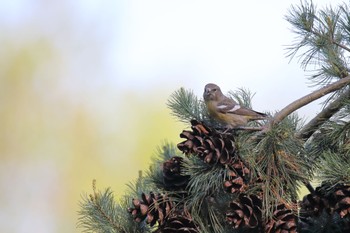 Two-barred Crossbill 北海道美瑛町 Mon, 5/16/2022