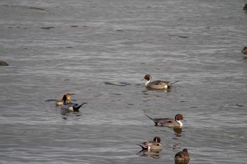 Northern Pintail 霞ヶ浦総合公園 Mon, 1/29/2018