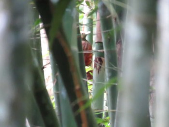 Pale-headed Woodpecker