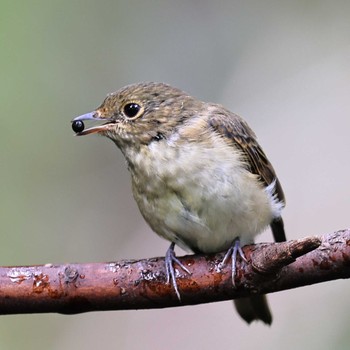 2022年8月30日(火) 権現山(弘法山公園)の野鳥観察記録