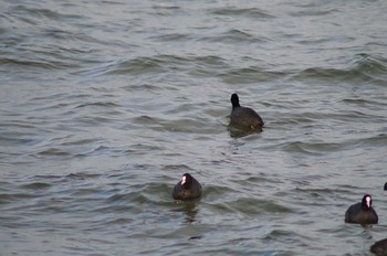 Eurasian Coot 霞ヶ浦総合公園 Mon, 1/29/2018