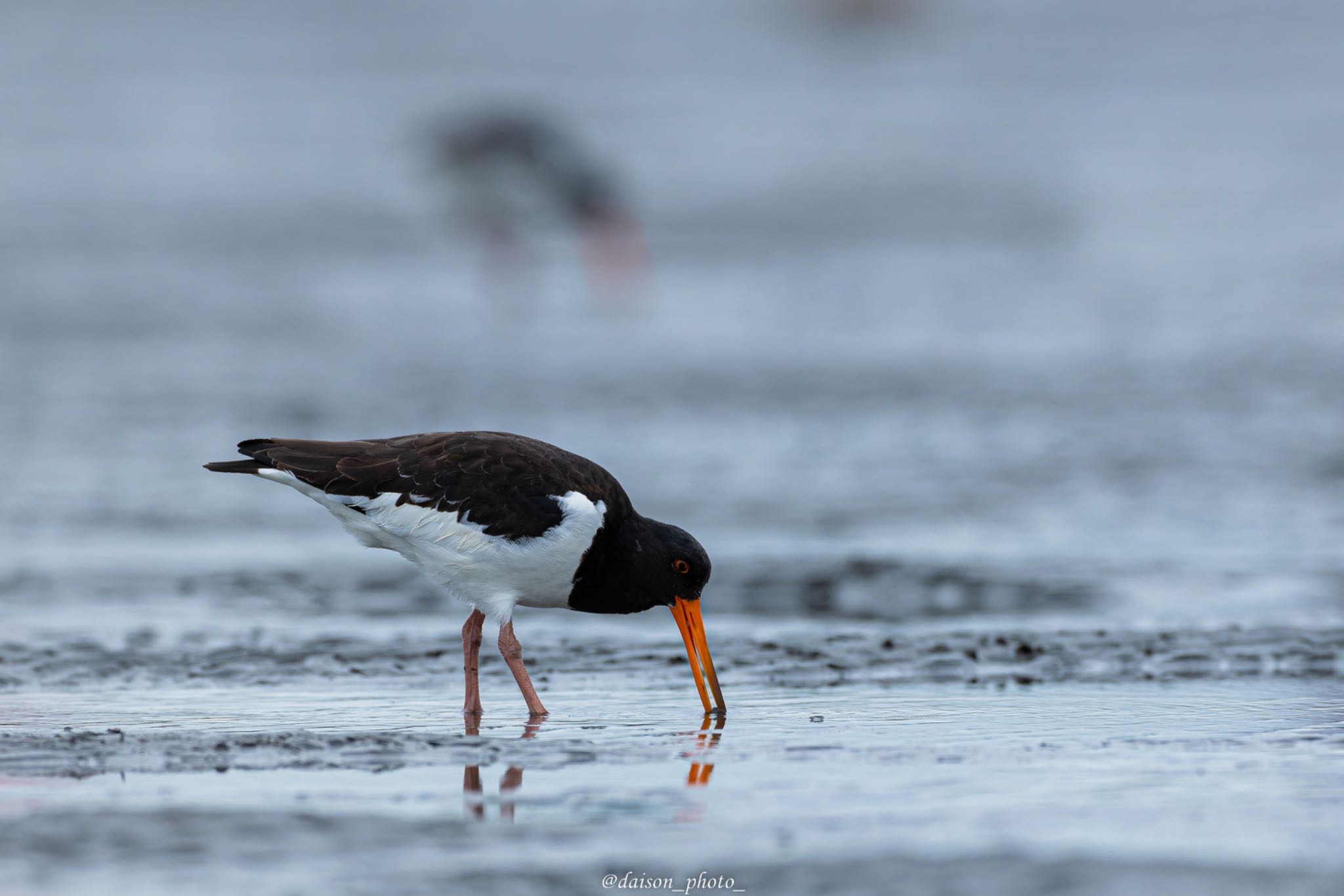 Photo of Eurasian Oystercatcher at Sambanze Tideland by Daison