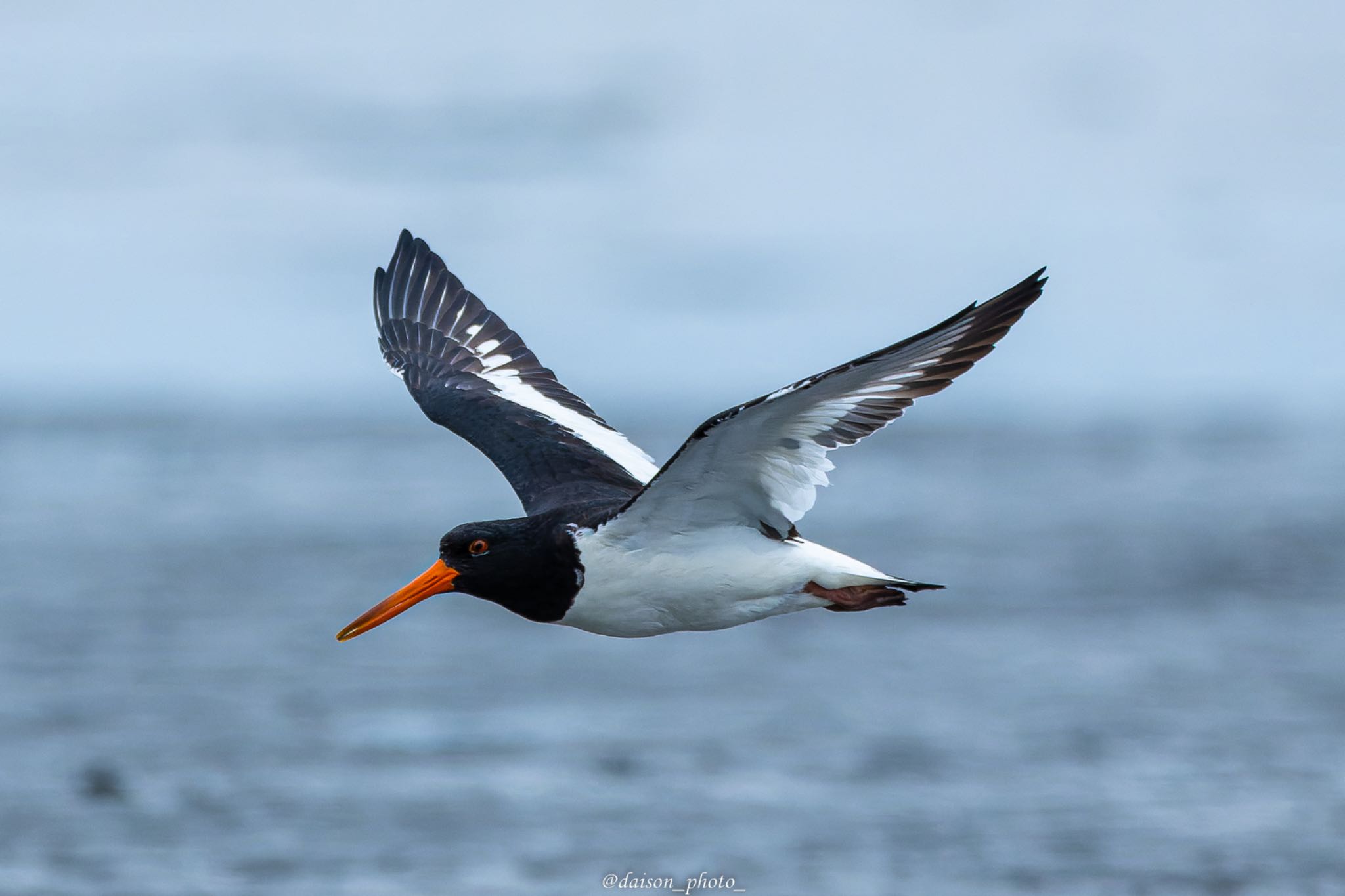 Eurasian Oystercatcher