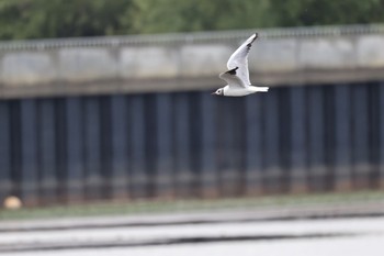 2022年8月30日(火) いしかり調整池(石狩調整池)の野鳥観察記録