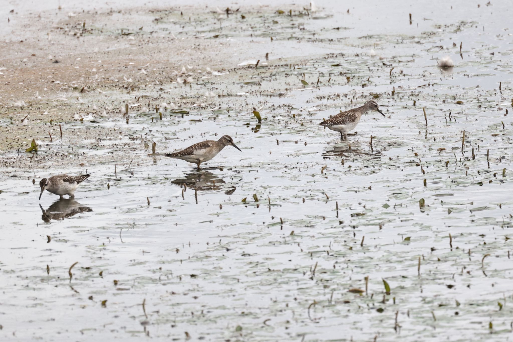 いしかり調整池(石狩調整池) タカブシギの写真 by will 73