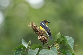 Sat, 8/27/2022 Birding report at 明石市