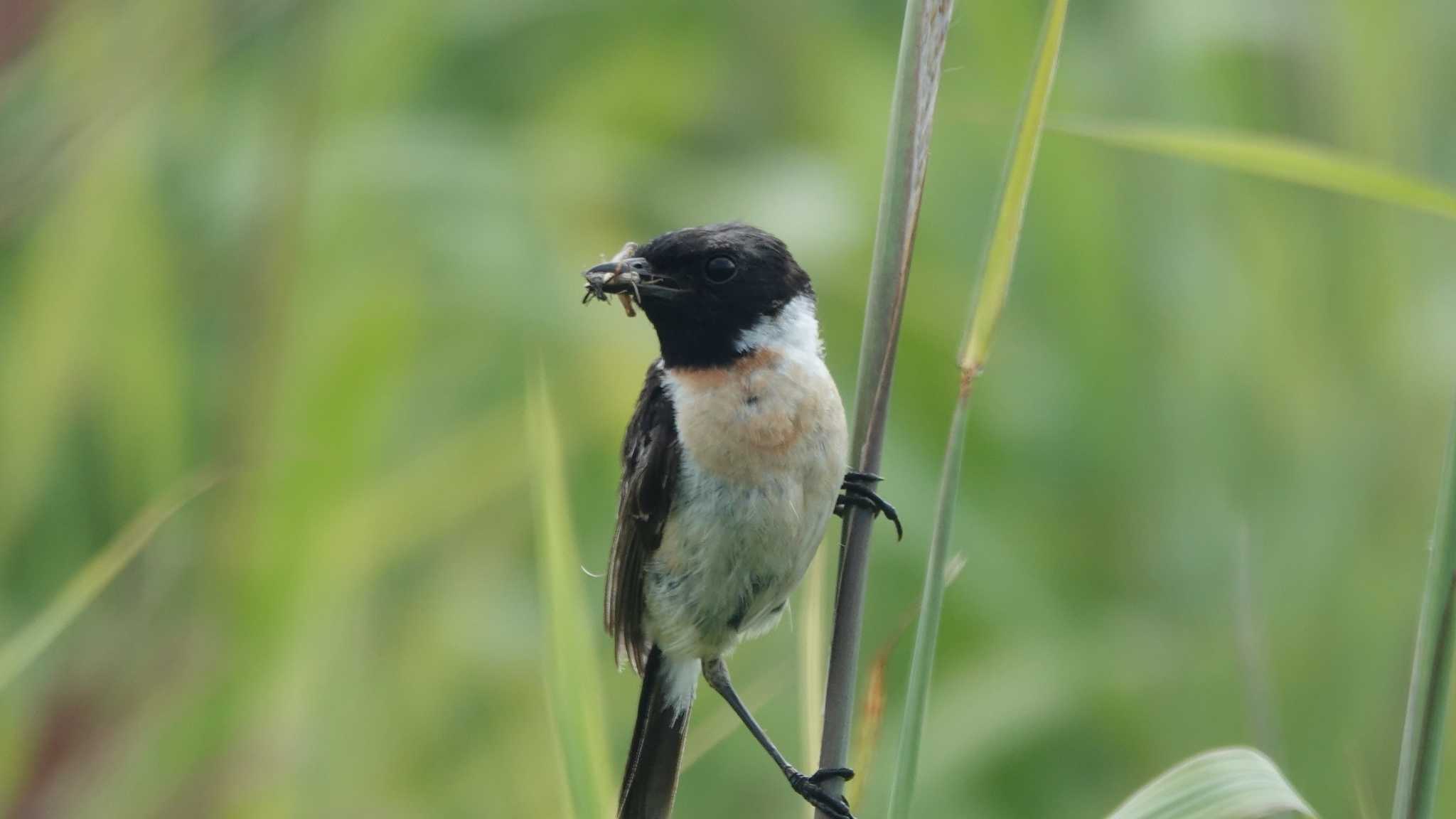 はまなすの丘公園(石狩市) ノビタキの写真