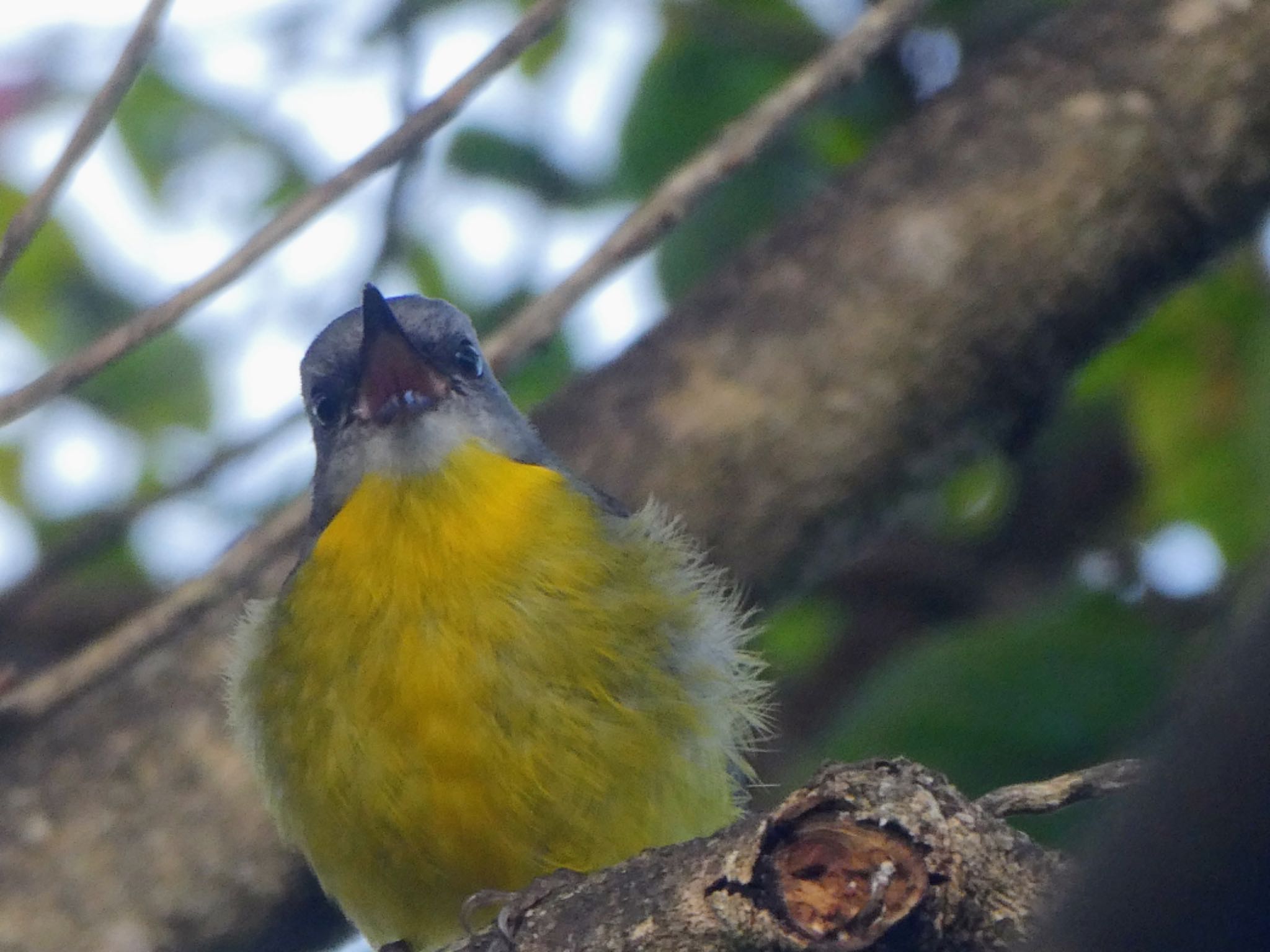 Mt Penang Gardens, Kariong, NSW, Australia ヒガシキバラヒタキの写真