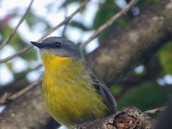 ヒガシキバラヒタキ Mt Penang Gardens, Kariong, NSW, Australia 2022年8月27日(土)