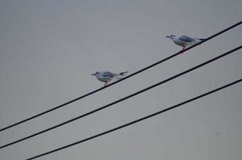 Black-headed Gull 霞ヶ浦総合公園 Mon, 1/29/2018