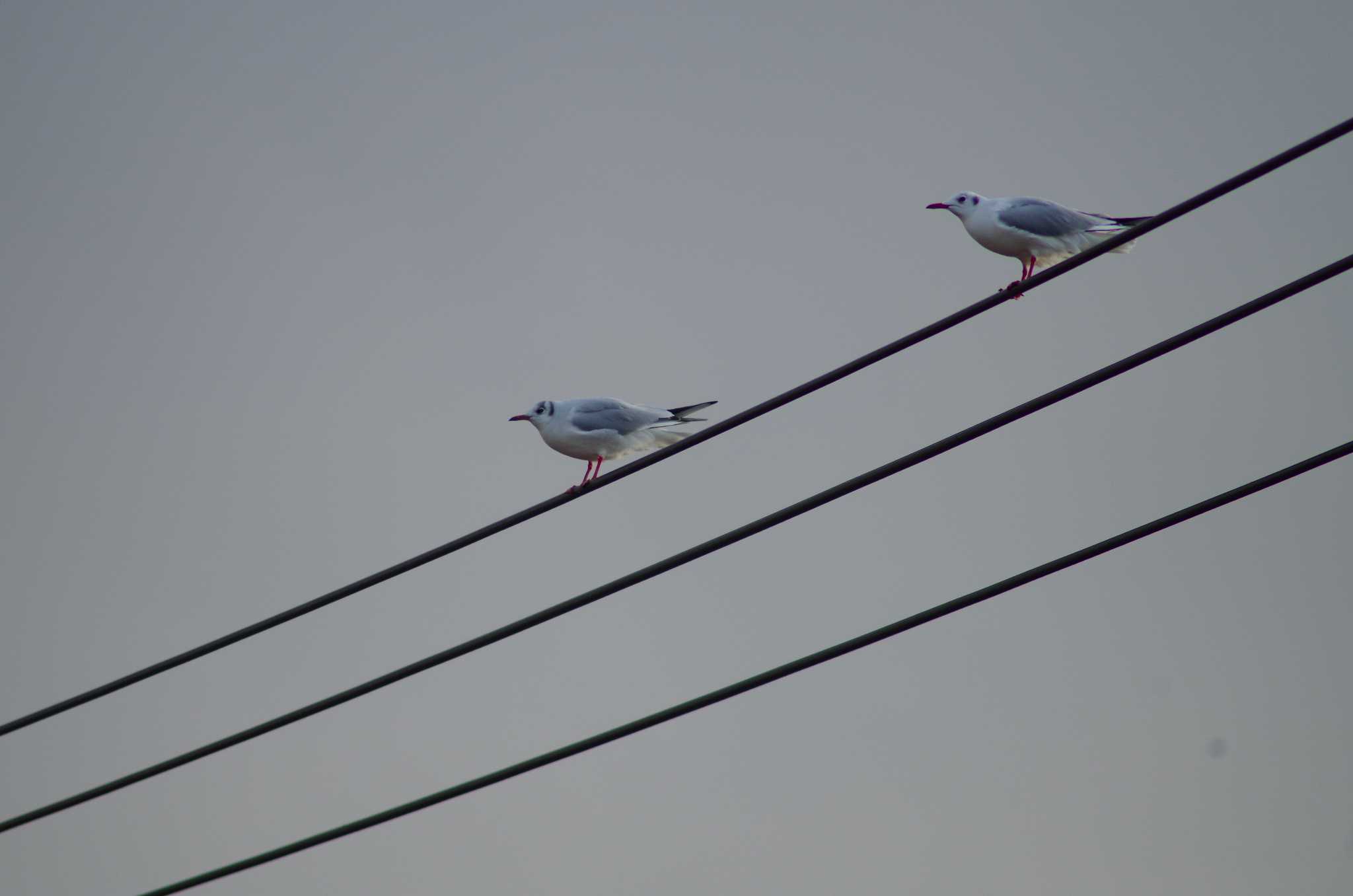 Photo of Black-headed Gull at 霞ヶ浦総合公園 by たかとん