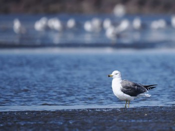 ウミネコ ふなばし三番瀬海浜公園 2022年8月27日(土)