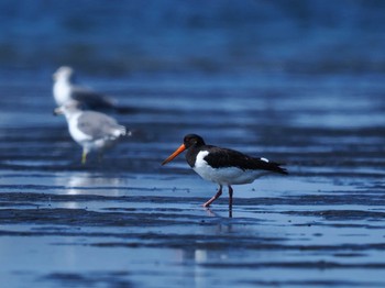 2022年8月27日(土) ふなばし三番瀬海浜公園の野鳥観察記録