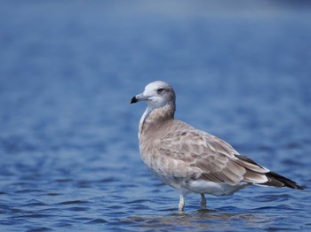 ウミネコ ふなばし三番瀬海浜公園 2022年8月27日(土)