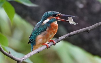 Common Kingfisher 天王寺公園(大阪市) Tue, 8/30/2022