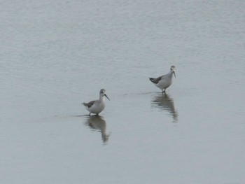 Common Greenshank いしかり調整池(石狩調整池) Sun, 8/28/2022