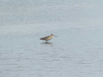 Black-tailed Godwit いしかり調整池(石狩調整池) Sun, 8/28/2022